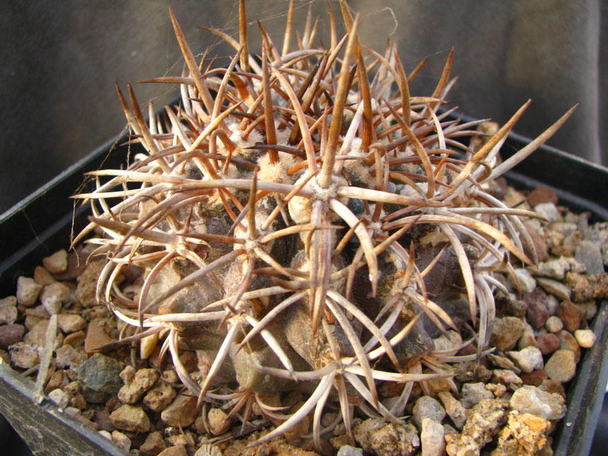 Echinoides "dura"