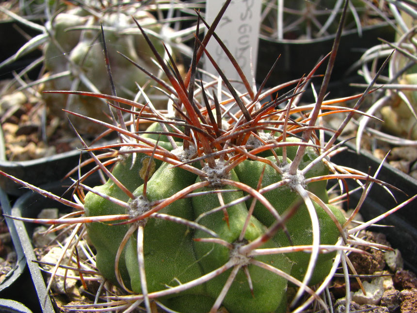 Pseudocoquimbana, La Serena