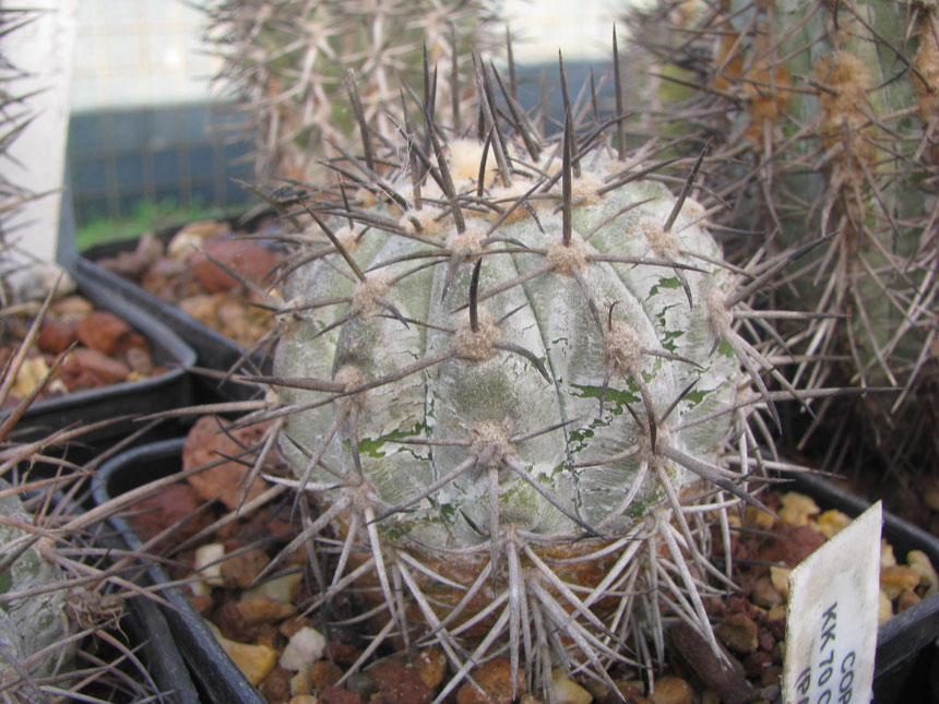 An old calderana,just watering: after few days, restart to produce wax