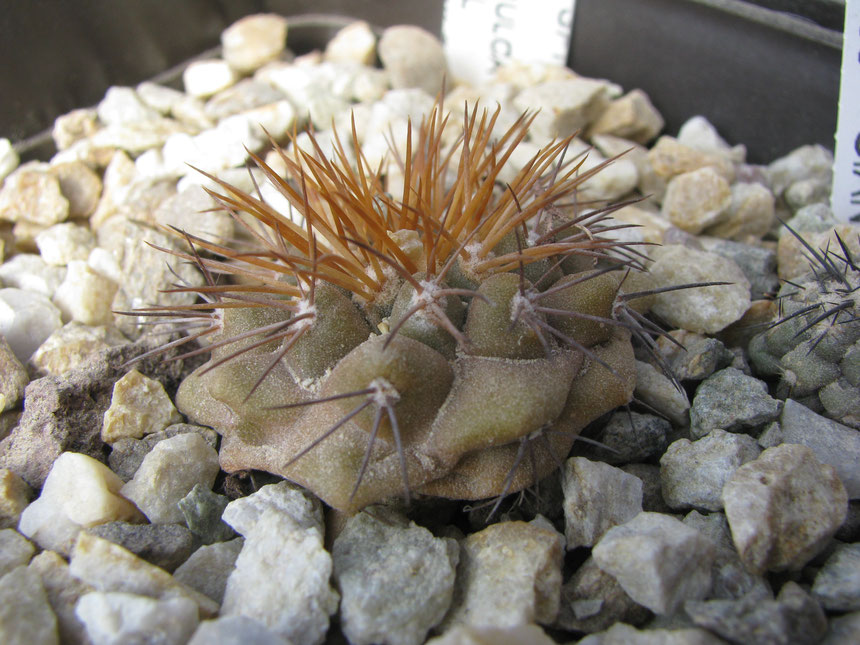 cop serpentisulcata, sown 2011, completely dehydratated in august. waiting for water