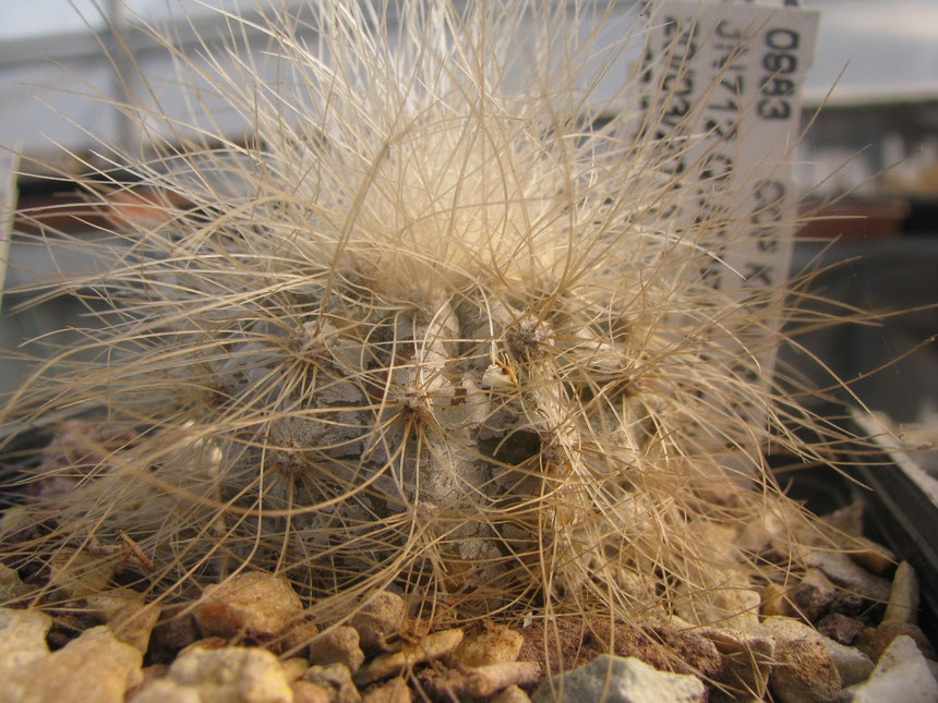 Krainziana, 6 years seedling. Start from young age to produce pruina