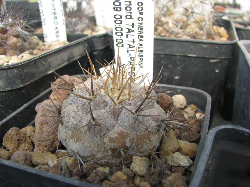 Cinerea albispina, 9 years seedling