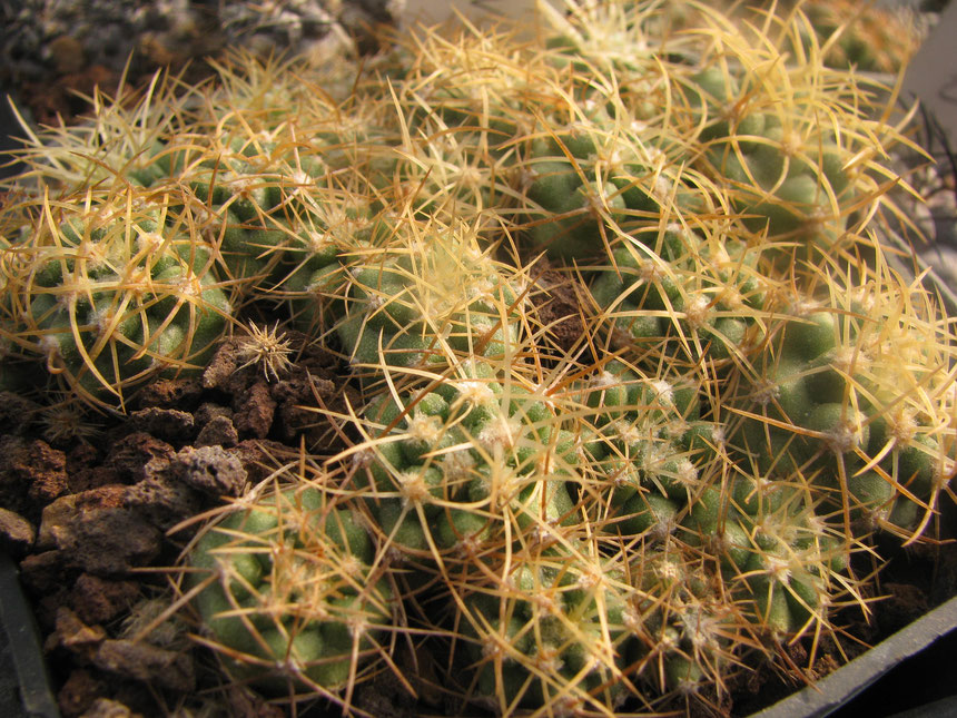 Coquimbana ssp.andina, 2 years seedlings