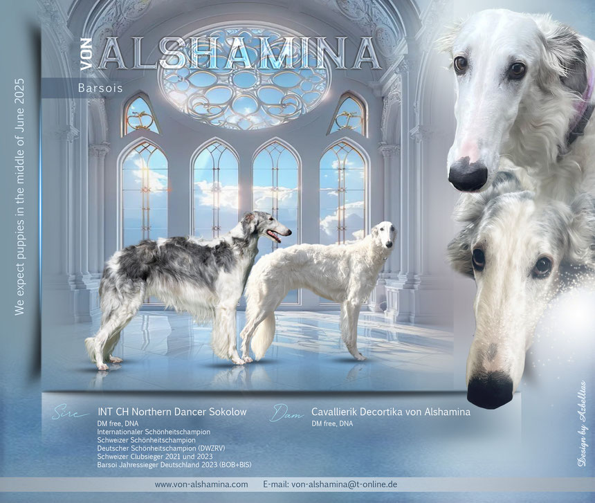 Barsoiwelpen von Alshamina 2025, neuer Barsoi Wurf 2025, Wir erwarten im Juni 2025 Barsoiwelpen, Windhunde, Hunde, dogs, Welpen aktuell 2025