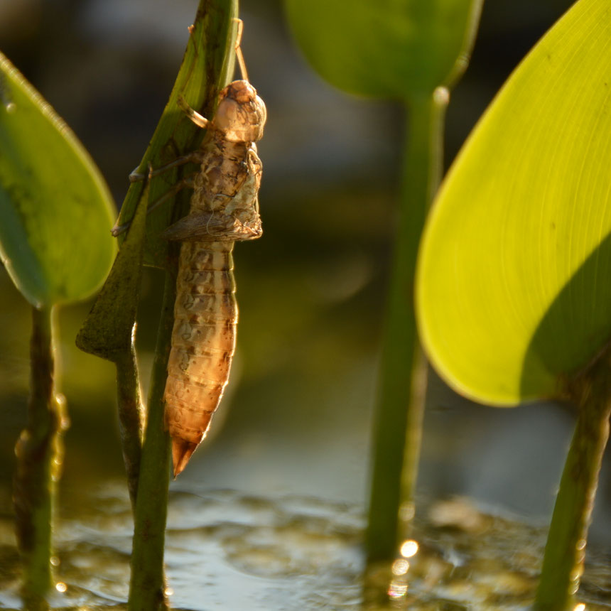 Die leere Hülle ("Exuvie") einer Libellenlarve; © Karola
