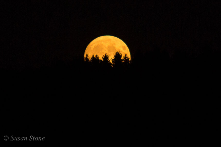 Freitag, der 13. September 2019 und Vollmond! Der Werwolf lässt grüssen... 