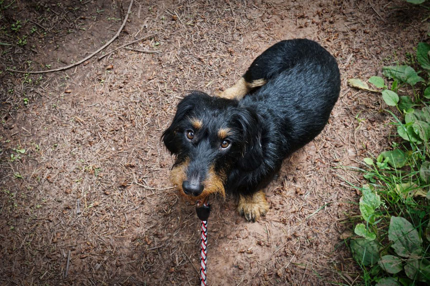 GUNDI - Gesund & Intelligent | Hundeernährungsberatung
