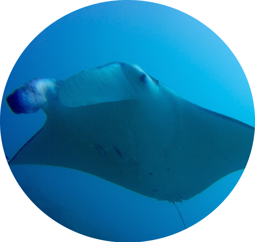 For certified Divers HiRO DiVE BORA BORA