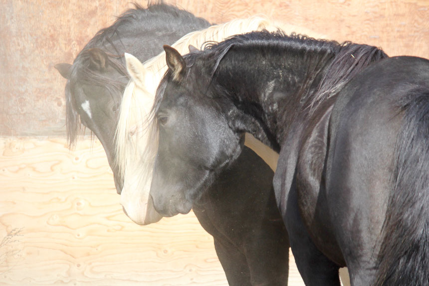 Foundation Horse Breeding Stallions