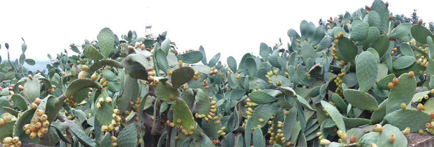 Kaktusfeigen-Plantage - daraus machen sie einen ganz tollen Lilkör