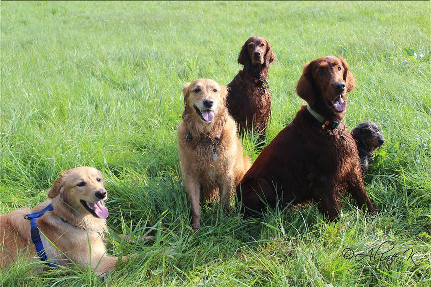 Bellis mit Luna, Samba, Socke und Emma