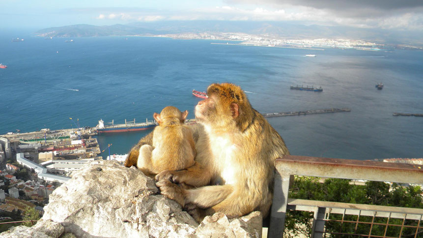 Berberaffen auf dem Affenfelsen von Gibraltar