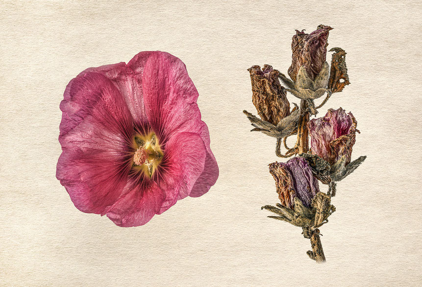 Walter Schwab - Fotografie - Alcea Rosea