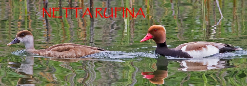 nettarufinas jimdo page!