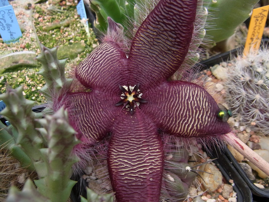 Stapelia grandiflora