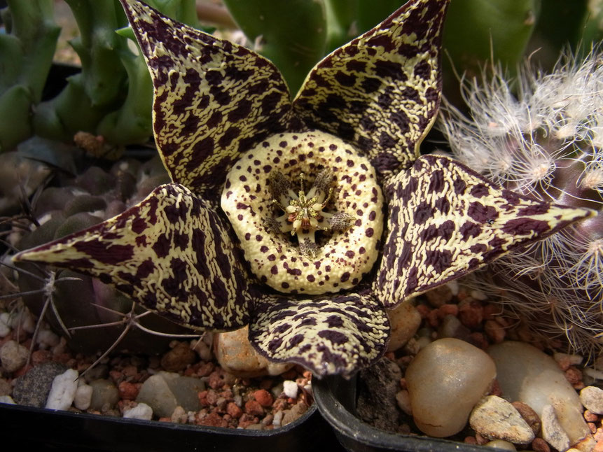 Oreba variegata, dunkel