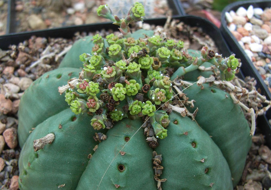 Euphorbia nach dem Frühjahrsputz