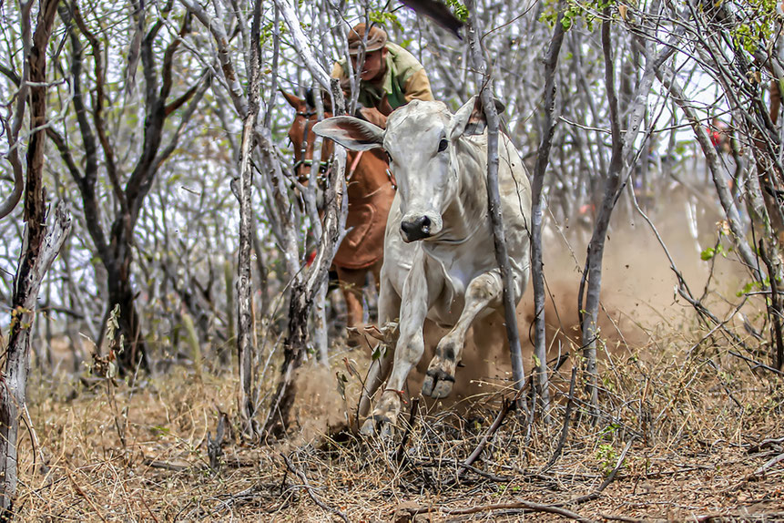 brasilianischer cowboy, vaqueiro, reisebericht, brasilien, pernambuco, trockenes hinterland, serrita, bullenreiten, kaktus, rodeo, reiterspiele