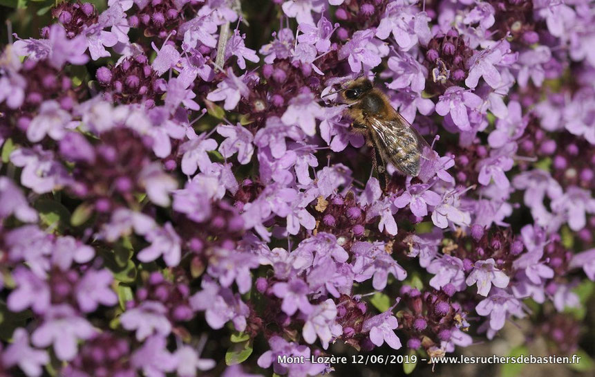 Apis mellifera et Thymus nitens, Cévennes