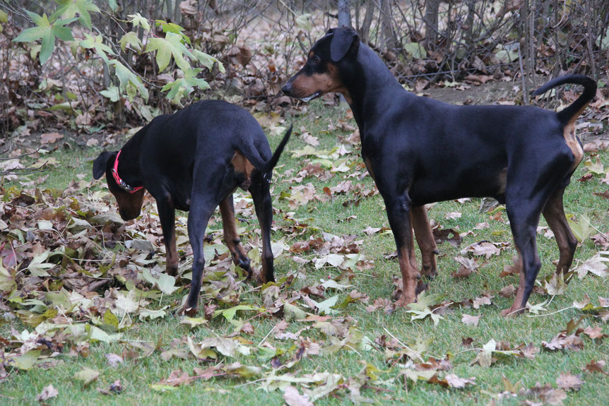 Erst wird geheiratet! Der Deckakt beim Hund Herzlich Willkommen bei