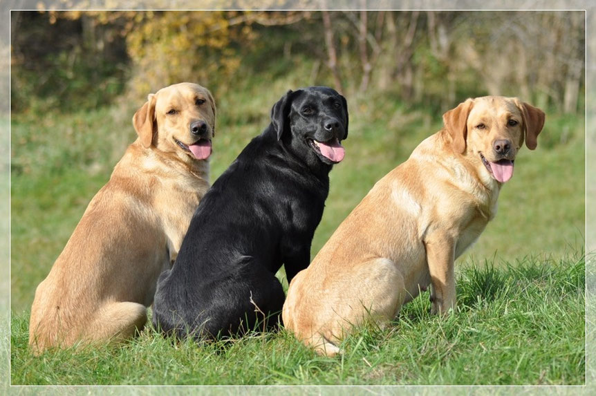 Die Rasse Labrador Lightning Fast Labrador Retriever
