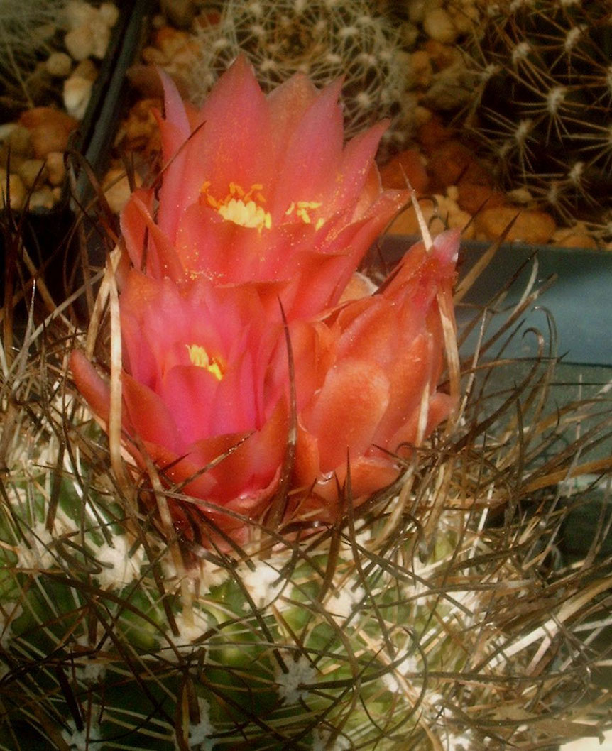 Sclerocactus glaucus