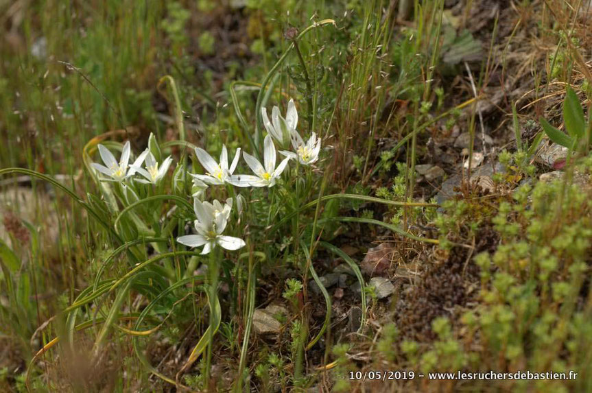 fleur Ornithogale en ombelle ou Étoile de Bethlehem en Cevennes