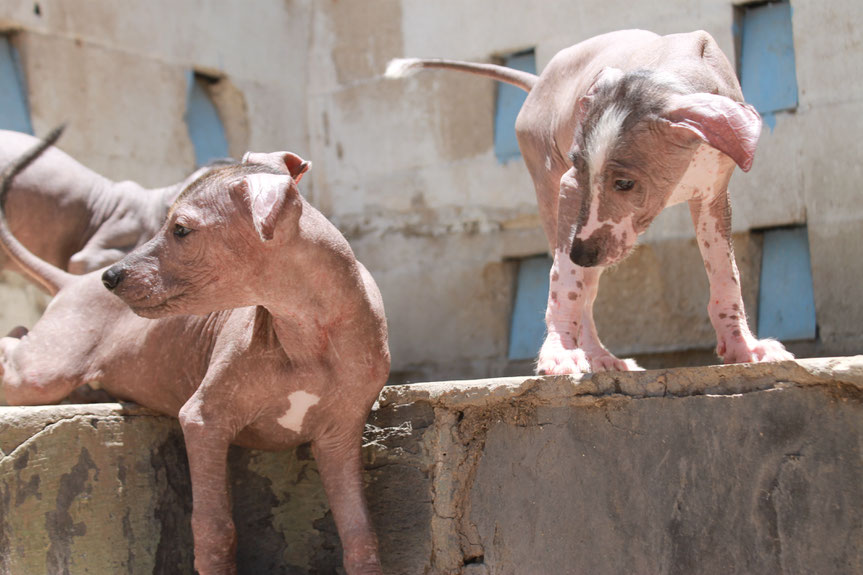 Picasso (izq) y Ariel (der), xoloitzcuintles