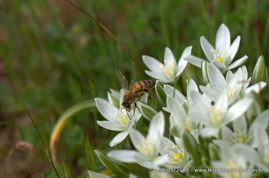 Insecte apis mellifera en train de butiner Ornithogale Cévennes