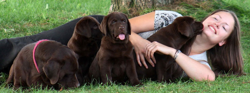 Elevage Equilab Labrador Retriever Elevage Equilab Labrador