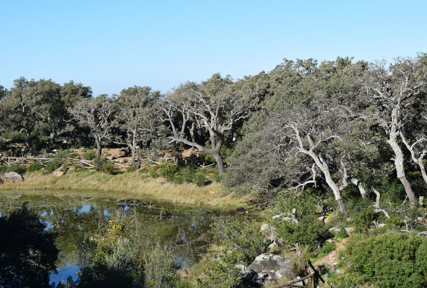 El Picacho lagoon, laguna