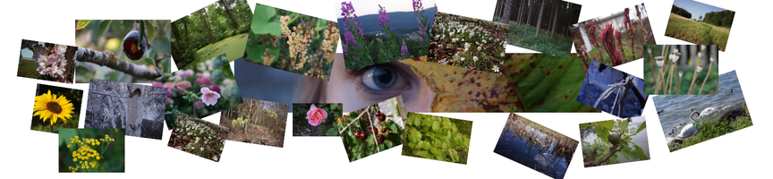 Tier und Pflanzenwelt