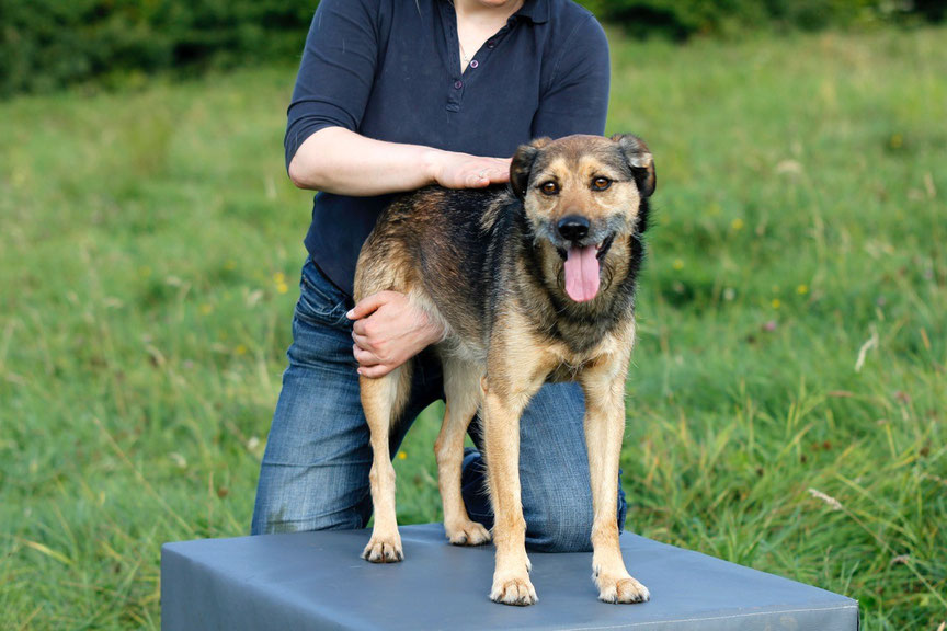 Chiropraktik beim Hund Tierärztliche Praxis f. Chiropraktik Dr. med