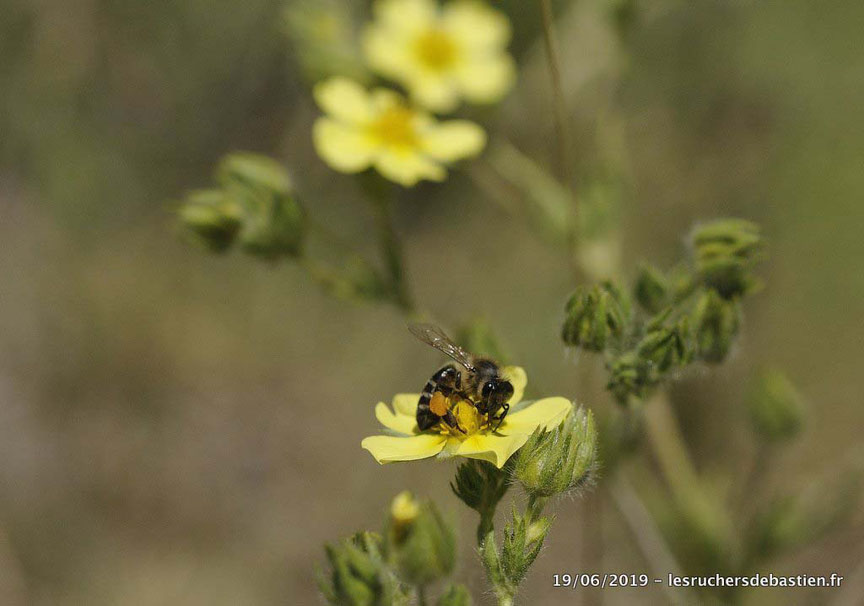 Apis mellifera et Potentilla recta, Ventalon en Cévennes