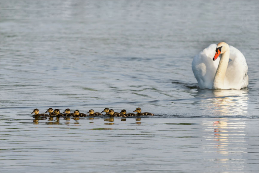 Da staunte sogar der Schwan als das Entenballett aus der Nachwuchsförderung seinen Weg kreuzte.