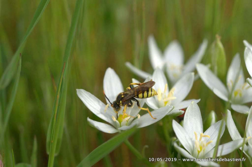 hymenoptere Nomada succincta famille des apidae Cévennes