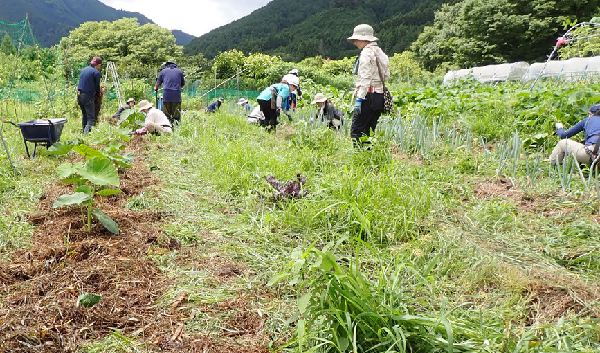 草を刈っては敷く・自然農の基本