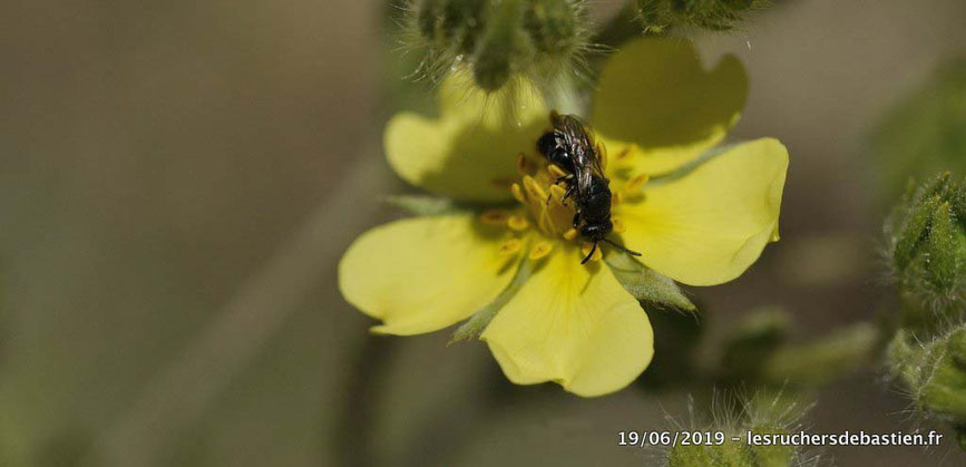 Abeille solitaire et potentilla recta, Cévennes