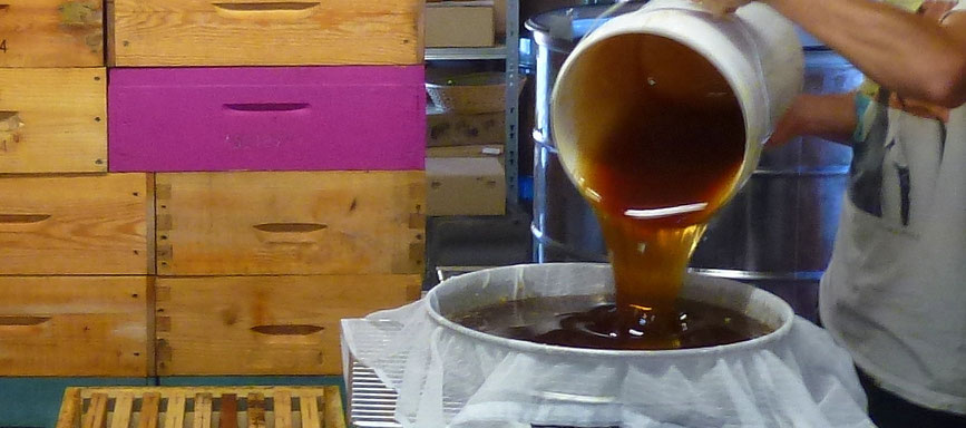 extraction du miel à la miellerie de bastien située sur la commune de Ventalon en cevennes en Lozère