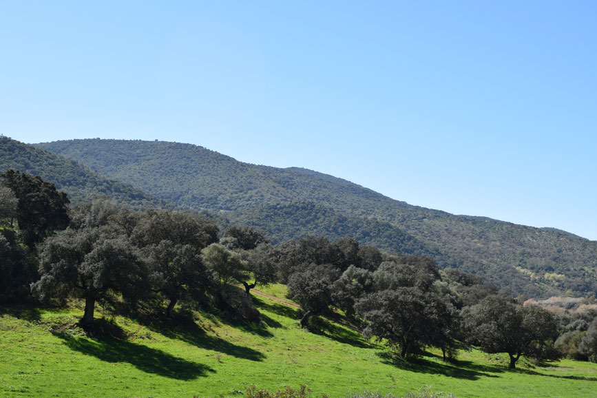 coripe, spain, via verde