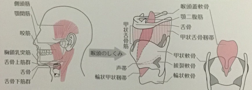 頸部聴診法や嚥下リハビリに必要な喉頭の解剖図