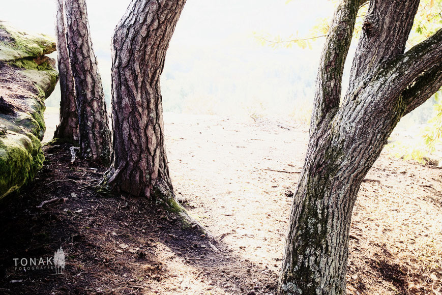 (c) www.tonak-fotografie.de