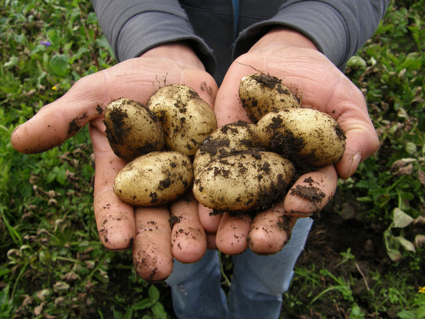 Biodynamische Kartoffeln, Demeter Kartoffeln, Kartoffelernte, Die Präparatekiste