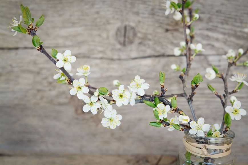 Kirschblüten, Barbarazweige, Die Präparatekiste