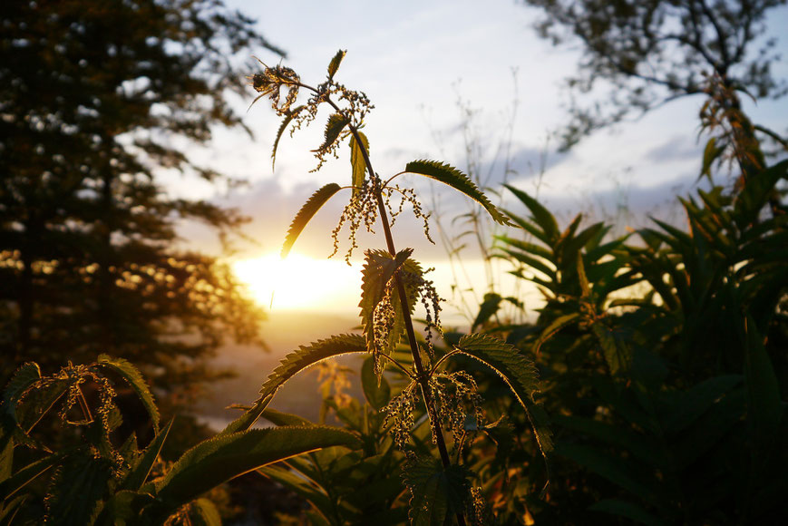 https://pixabay.com/de/users/LUM3N-1066559/