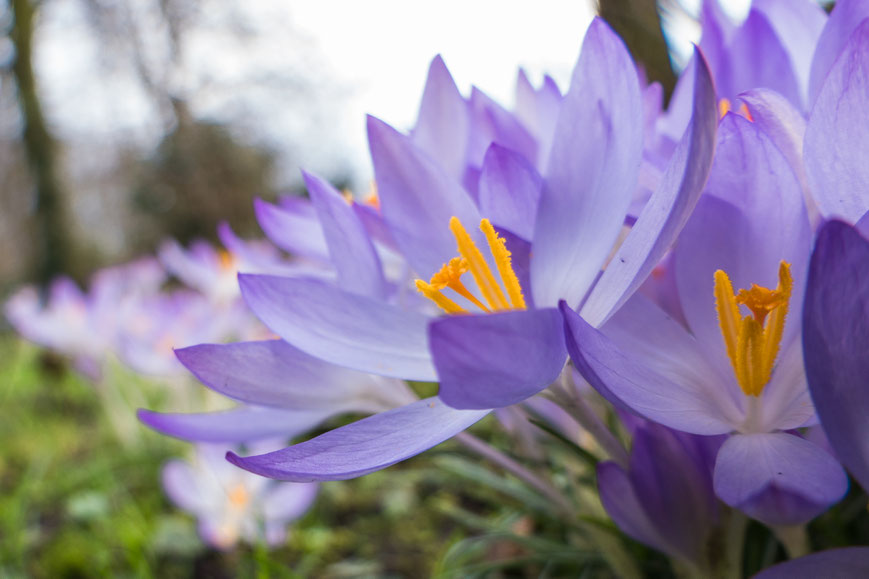 Close up krokus met telelens