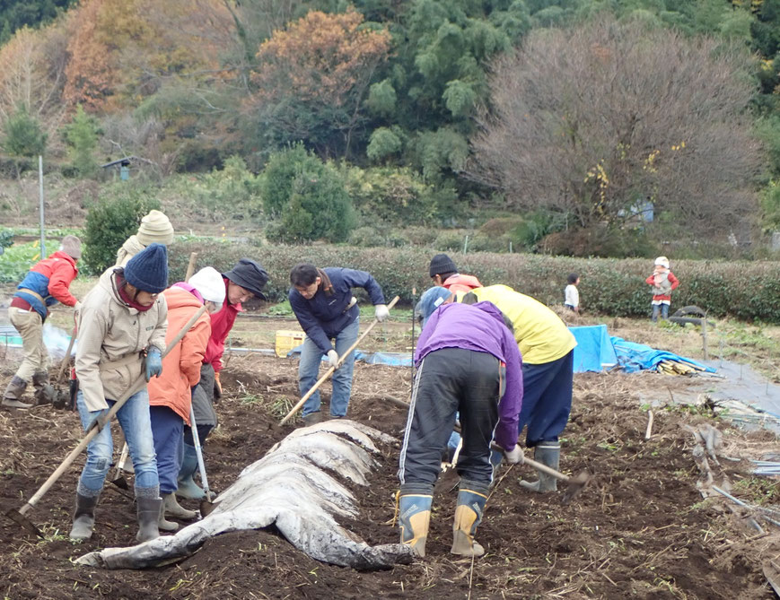 自然栽培　固定種　農業体験首都圏　体験農場首都圏　野菜作り教室首都圏  さとやま農学校 無農薬栽培 種取り