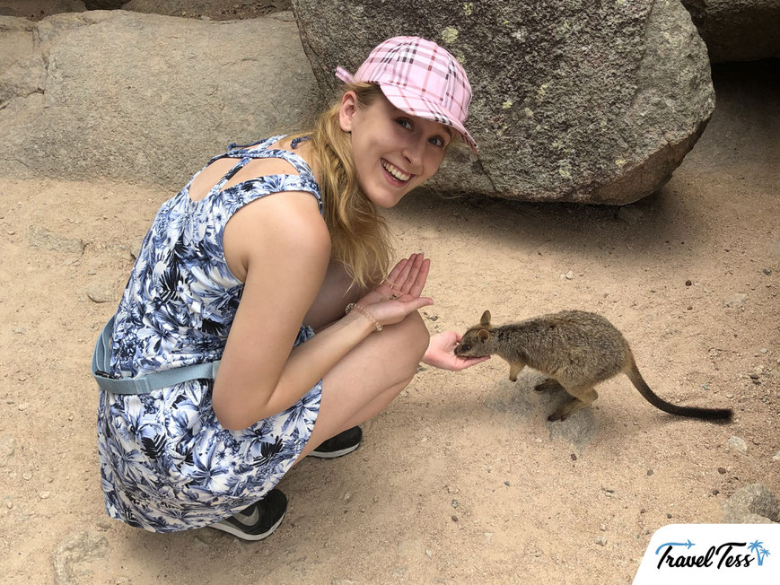 Wallaby's voeren op Magnetic Island