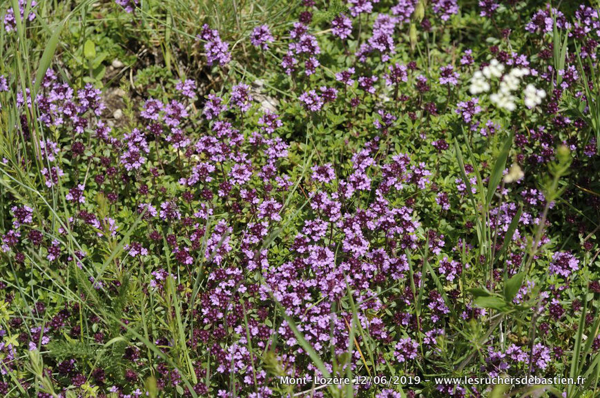 Thymus nitens des Cévennes