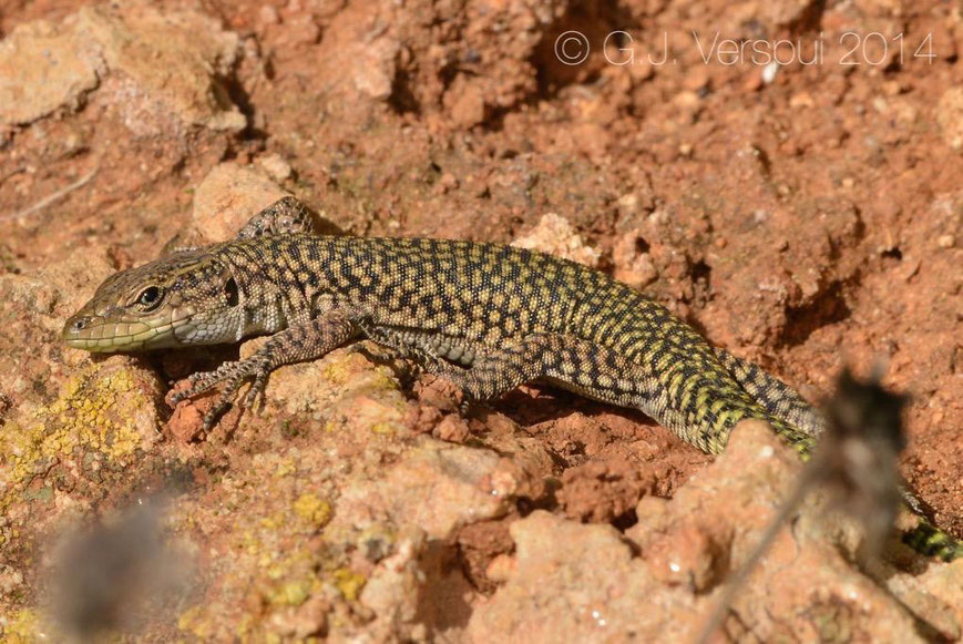 Scelarcis perpicillata, Menorca, Spain, December 2014